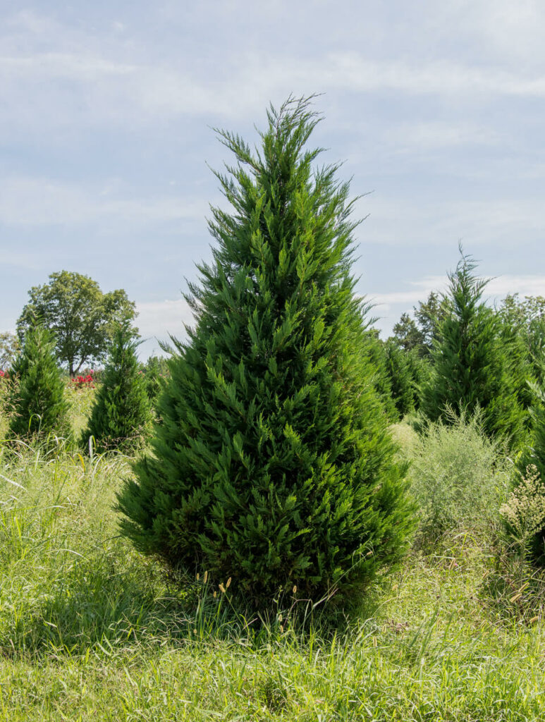 Leyland Cypress Wagoner's Nursery